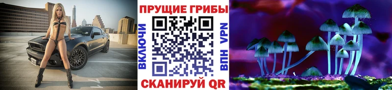 Купить  Княгинино  Псилоцибиновые грибы Psilocybe 